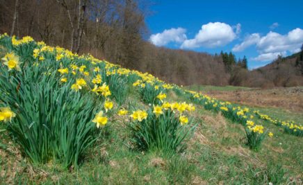 Narzissen im Trauntal