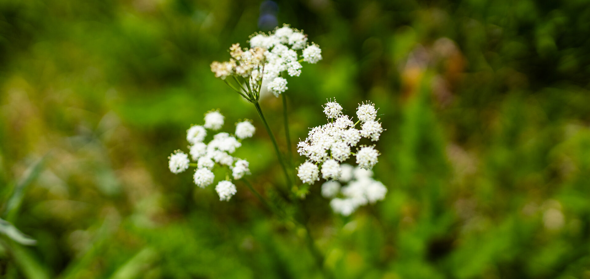 Blühender Bärwurz (weiße kleine Blüten)