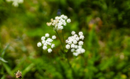 Blühender Bärwurz (weiße kleine Blüten)