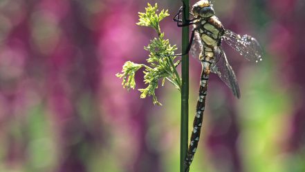 Libelle