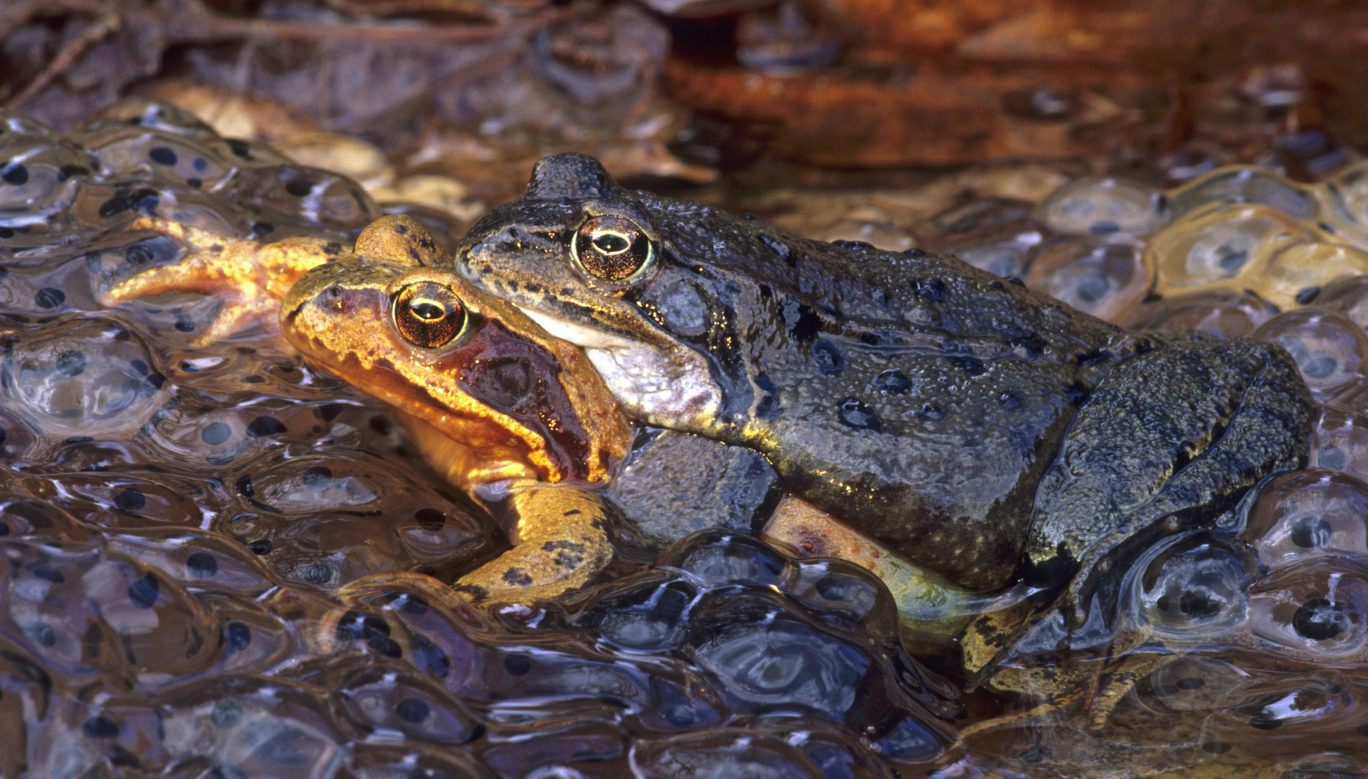 Grasfrosch Nationalpark HunsrückHochwald Natürlich, mit Geschichte!