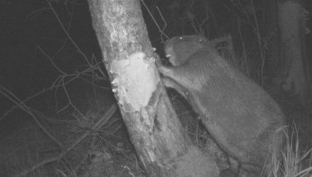 Aufnahme Wildtierkamera Biber