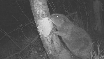 Aufnahme Wildtierkamera Biber