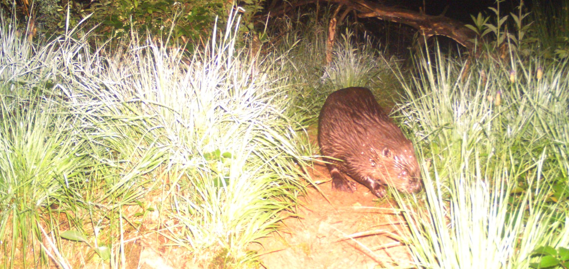 Aufnahme Wildtierkamera Biber