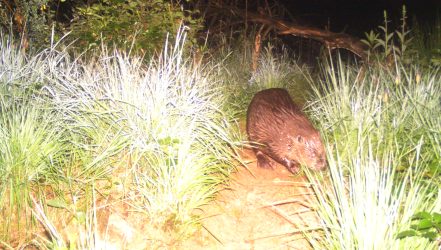 Aufnahme Wildtierkamera Biber