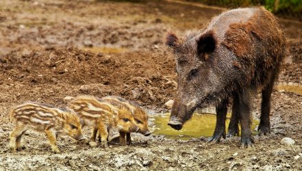 Wildschwein mit Frischlingen