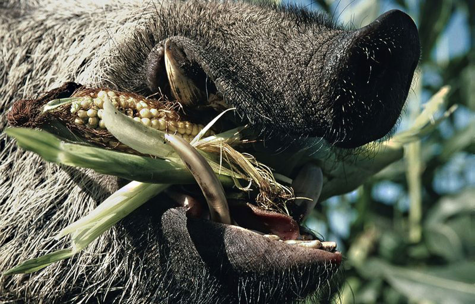 Jagd im Nationalpark bei Eisen am 09.10.2021 Nationalpark Hunsrück