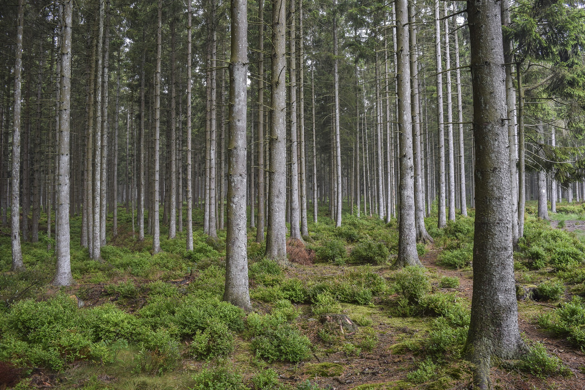 Fichte - Nationalpark Hunsrck-Hochwald - Natrlich, mit Geschichte!