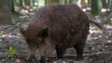 Wildschwein