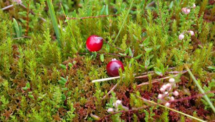 Gewöhnliche Mosbeere