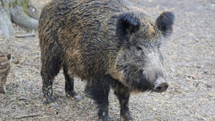 Wildschwein