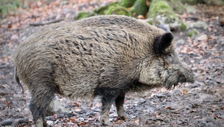 Wildschwein