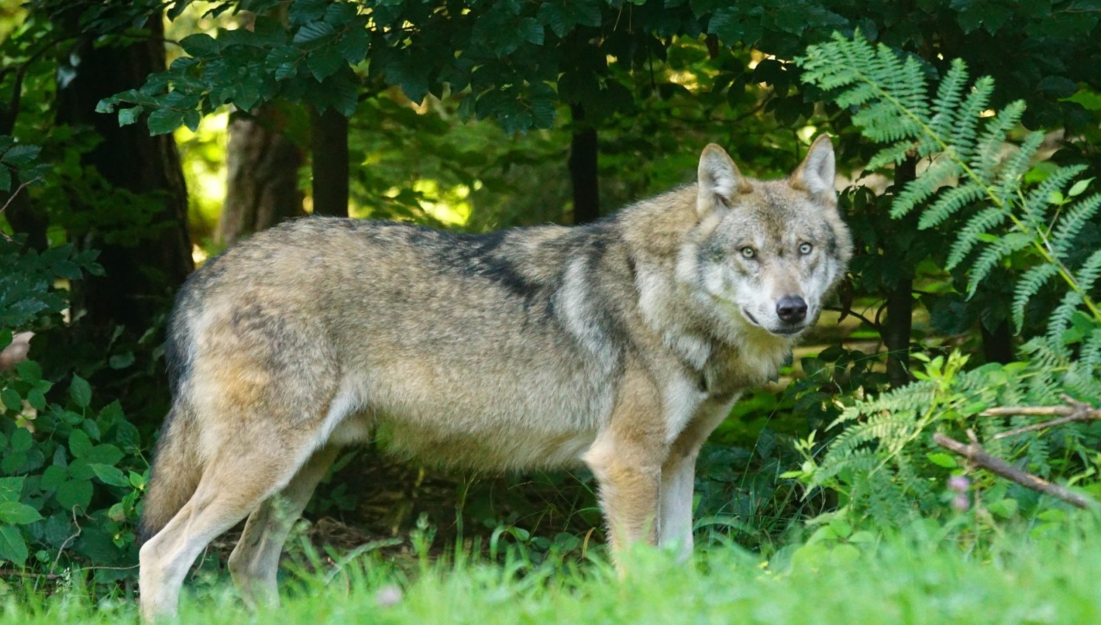 Wolf im Wald