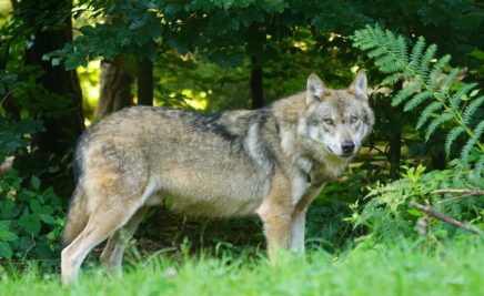 Wolf im Wald