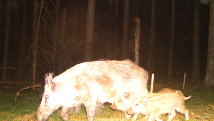 Wildschwein.jpg