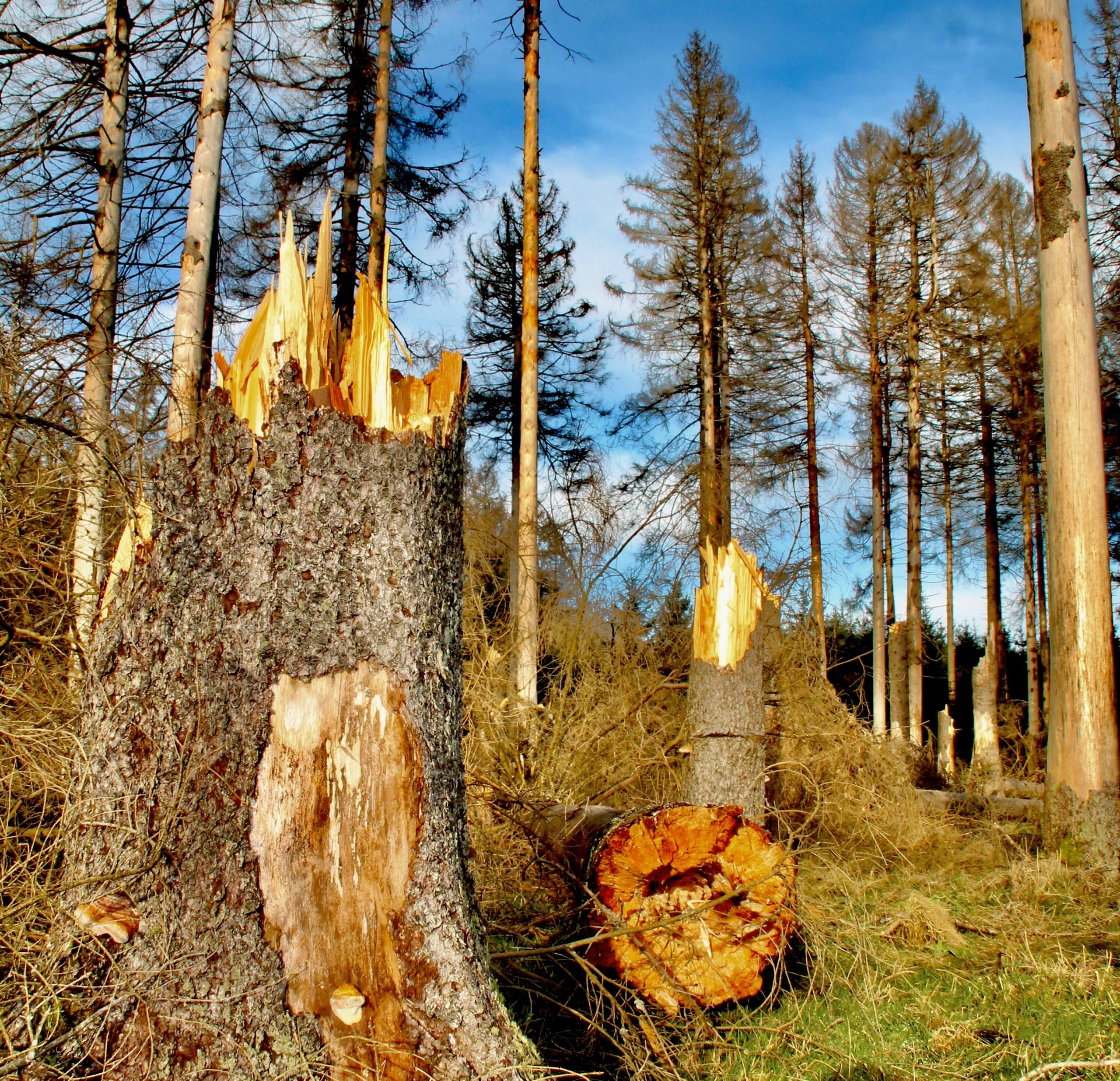 Wald im Wandel Nationalpark HunsrückHochwald Natürlich, mit