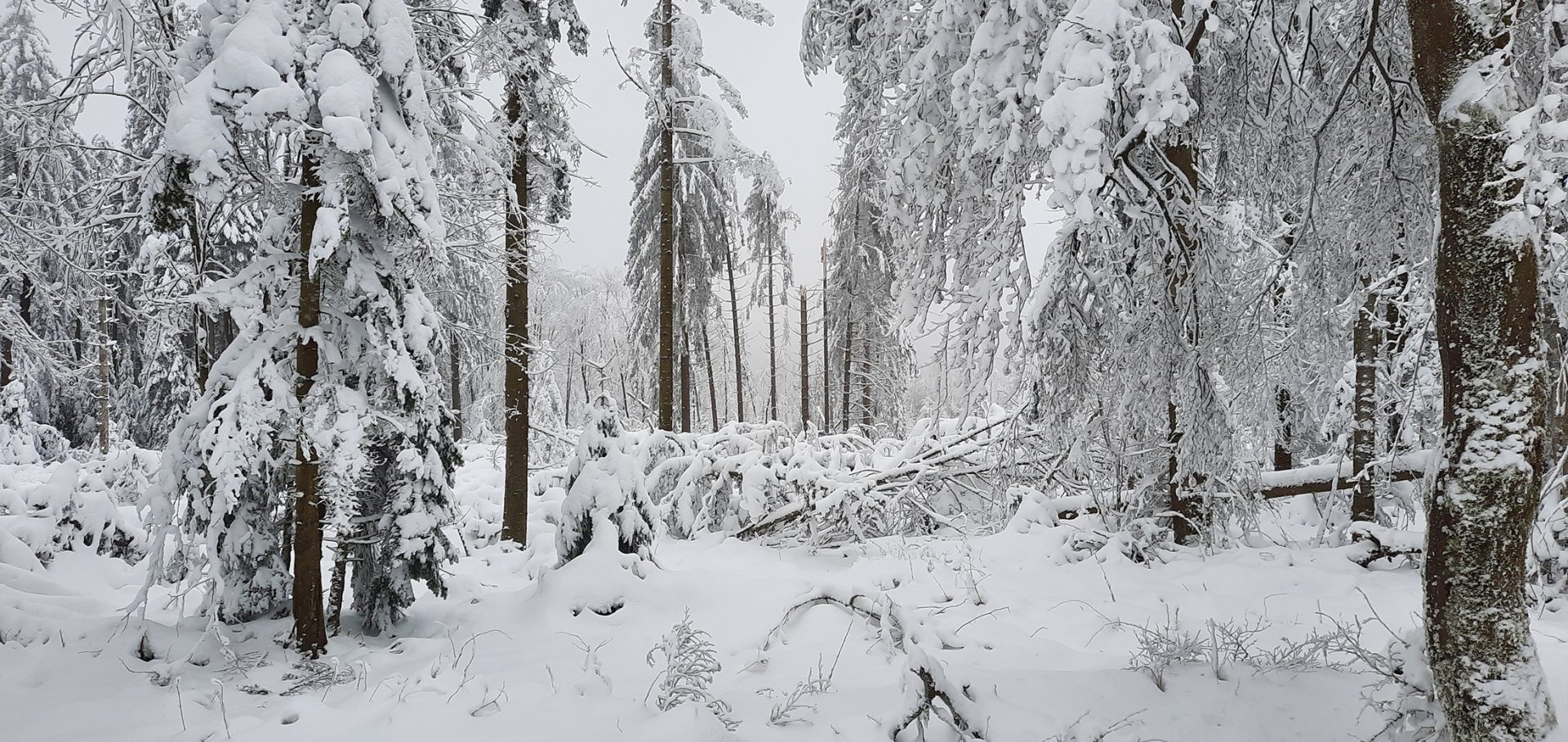 Verschneiter Wald