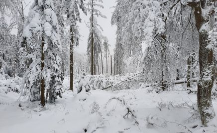 Verschneiter Wald