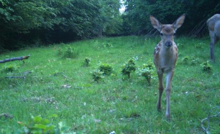 Wildtierkameraaufnahme Reh