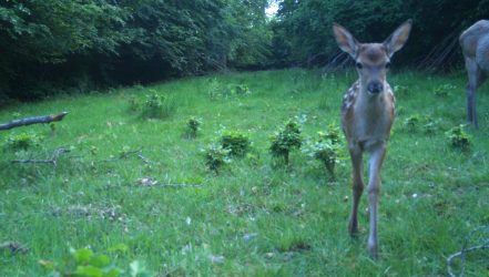 Wildtierkameraaufnahme Reh