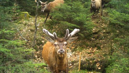 Wildtierkameraaufnahme