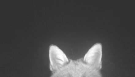 Wildtierkameraaufnahme Fuchs