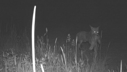 Wildtierkameraaufnahme Fuchs
