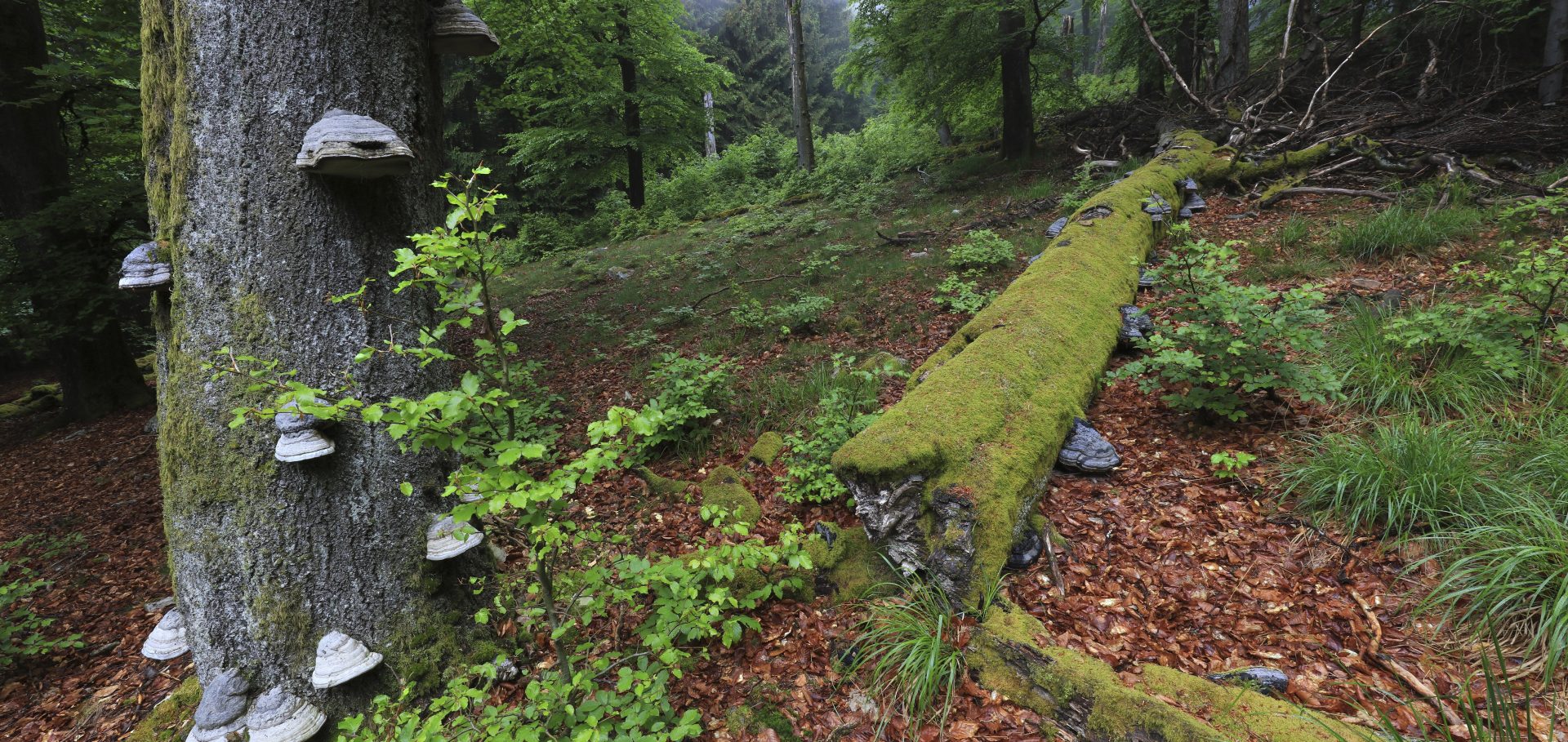 Naturwaldreservat Ruppelstein