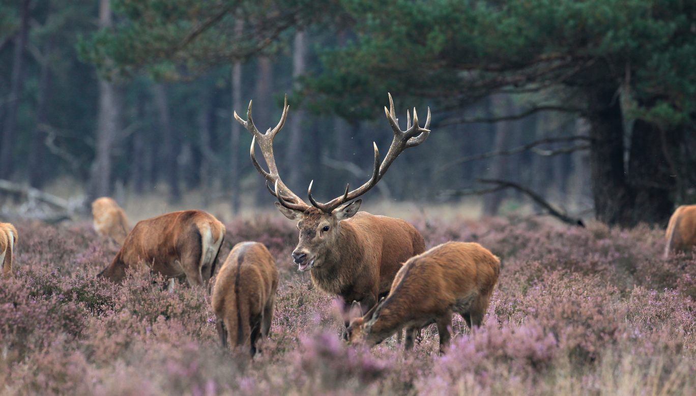 Hirsche im Nationalpark