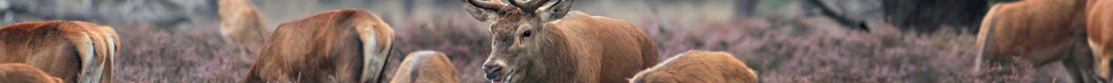 Hirsche im Nationalpark