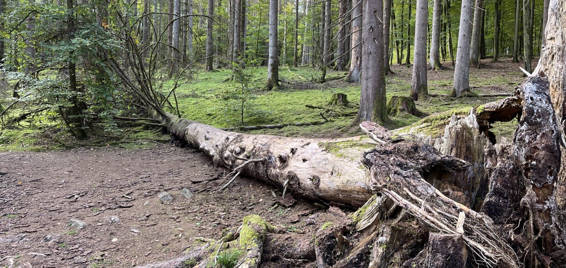 Umgefallener Baum