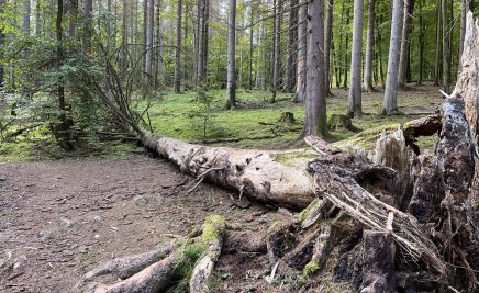 Umgefallener Baum