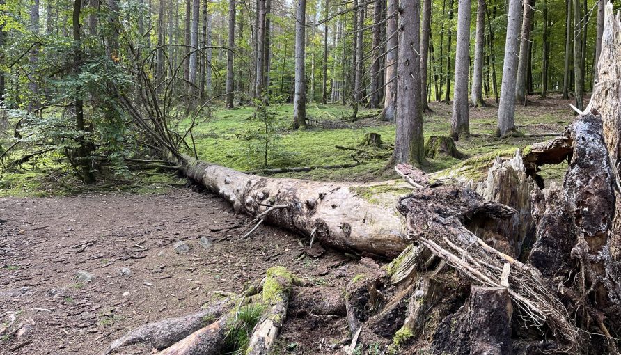 Umgefallener Baum