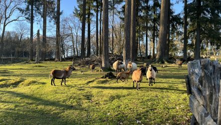 Wildfreigehege_M-Landgraf (2)