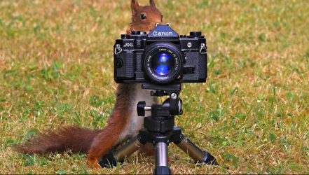 Eichhörnchen hinter einer Kamera | Bild Konrad Funk