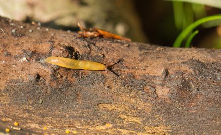 Pilzschnegel_malacolimax tenellus_Foto Andreas Pardey