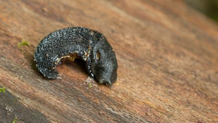 Schwarzer Schnegel_limax cinereoniger_Foto Andreas Pardey