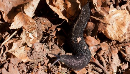 Schwarzer schnegel_limax cinereoniger_Foto Andreas Pardey (2)