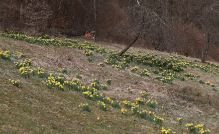 Narzissen im Nationalpark