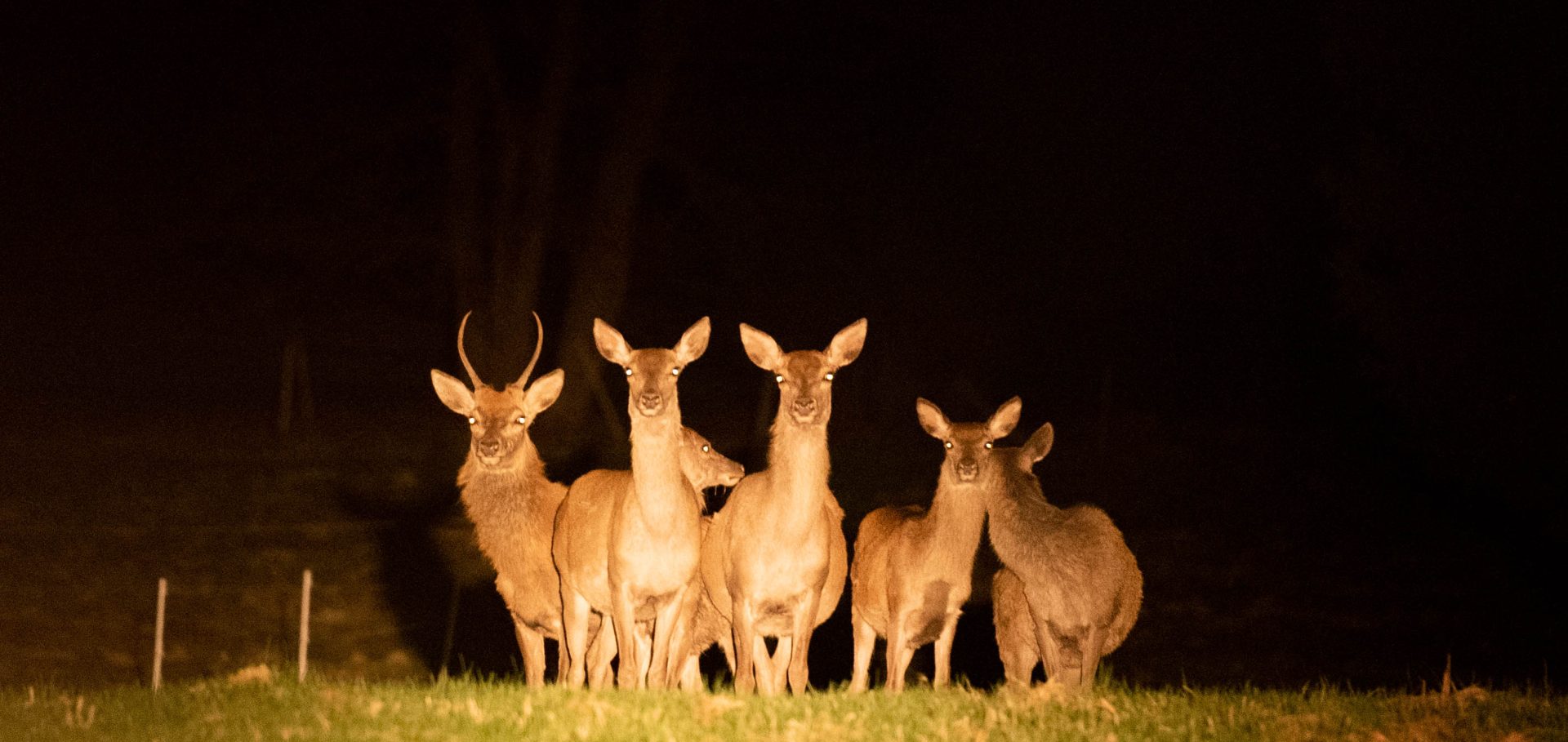 Rehe im Scheinwerferlicht