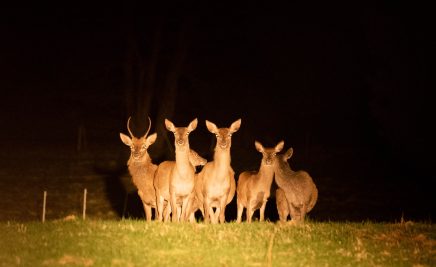 Rehe im Scheinwerferlicht