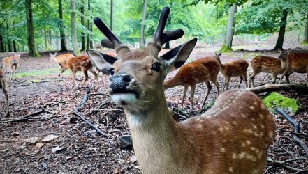 Wildfreigehege_Wildenburg_Sikawild-Pfad_02_nlphh-M-Landgraf