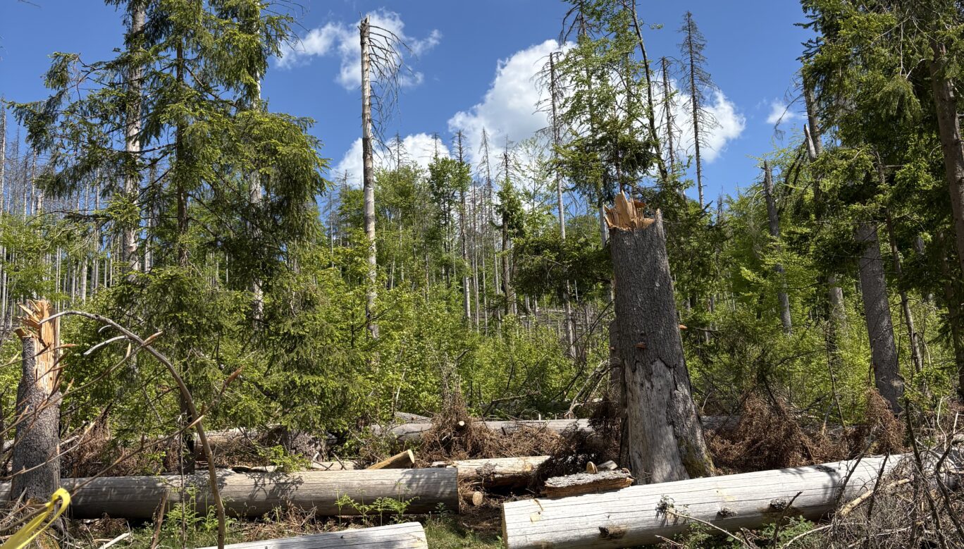Wald im Wandel, Totholz vor frischem Grün