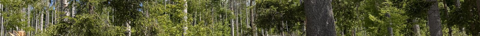 Wald im Wandel, Totholz vor frischem Grün