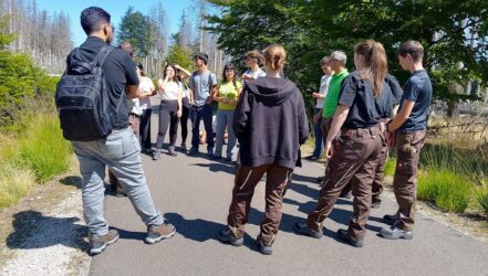 Workcamp 2025, Erkundung des Nationalparks, absterbende Fichten