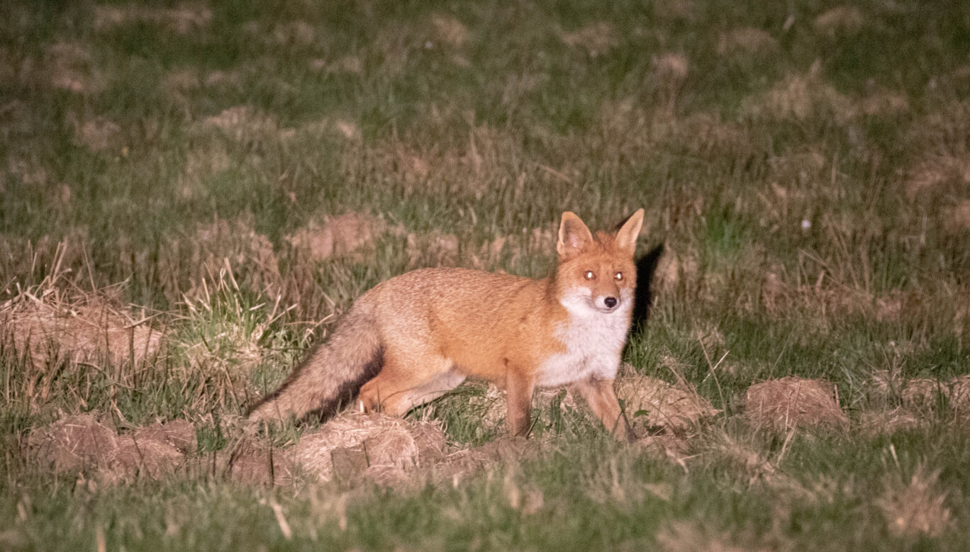 Nachtaufnahme eines Fuchses im Nationalpark