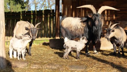 IMG_4582-Foto_Klaus_Goerg