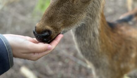 Wildfreigehege Foto Lara Rennette (115)