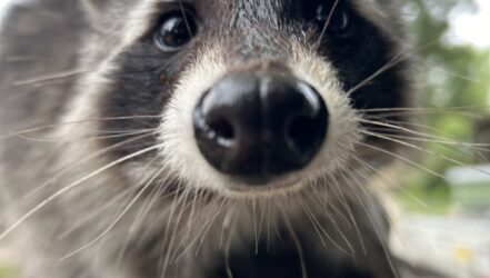 Wildfreigehege Foto Lara Rennette (123)