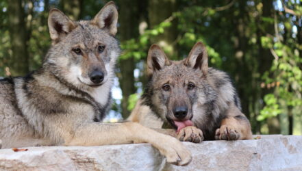 Wolf3-Foto_Klaus_Goerg